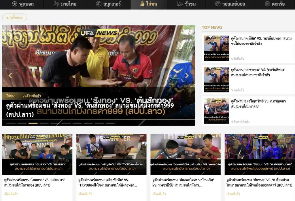 ข่าวไก่ชนและวัวชน ufanews